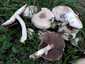 Karbolszagú csiperke (Agaricus xanthodermus), Budai-hegység